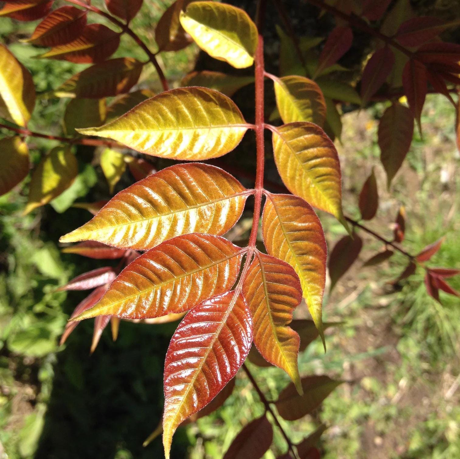 Chinese Lacquer Tree Seeds (Toxicodendron vernicifluum) 25+Seeds
