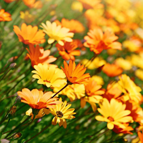 African Daisy Mix Flower Seeds (Dimorphotheca Aurantiaca) 100+Seeds USDA Zones: 3 - 10