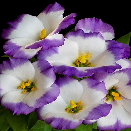 Lisianthus Sapphire Mix Flower Seeds (Eustoma Grandiflorum) 10+Seeds