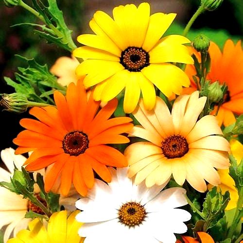 African Daisy Mix Flower Seeds (Dimorphotheca Aurantiaca) 100+Seeds USDA Zones: 3 - 10