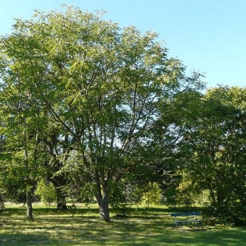 Chinese Lacquer Tree Seeds (Toxicodendron vernicifluum) 25+Seeds