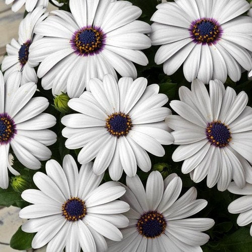 African Daisy White Flower Seeds (Dimorphotheca Ecklonis White) 50+Seeds USDA Zones: 3 - 10
