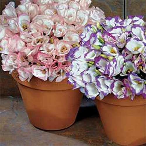 Lisianthus Sapphire Mix Flower Seeds (Eustoma Grandiflorum) 10+Seeds
