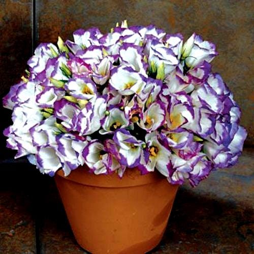 Lisianthus Sapphire Mix Flower Seeds (Eustoma Grandiflorum) 10+Seeds