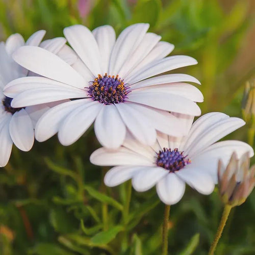 African Daisy White Flower Seeds (Dimorphotheca Ecklonis White) 50+Seeds USDA Zones: 3 - 10