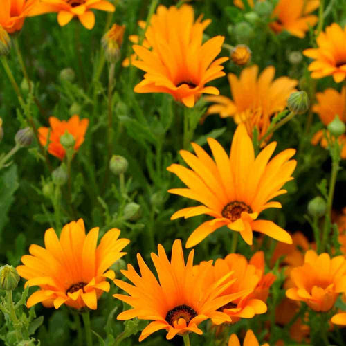 African Daisy Orange Flower Seeds (Dimorphotheca Sinuata) 50+Seeds USDA Zones: 3 - 10
