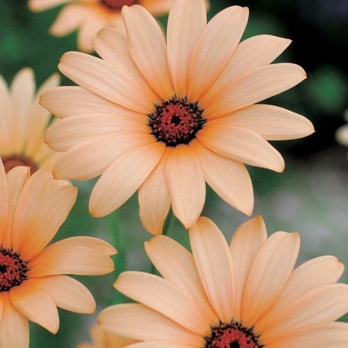 African Daisy Salmon Flower Seeds (Dimorphotheca Sinuata Salmon) 50+Seeds USDA Zones: 3 - 10