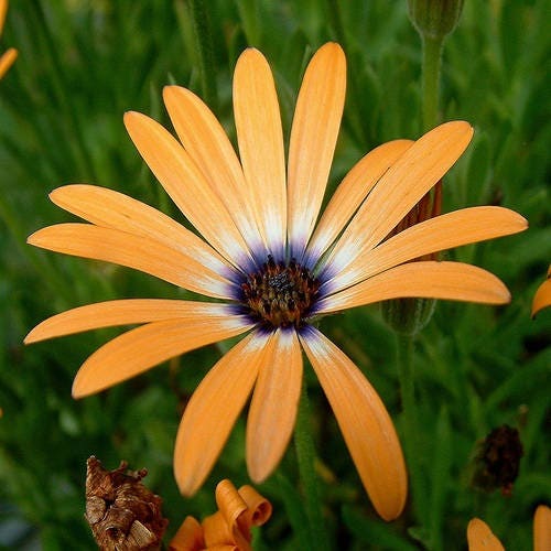 African Daisy Orange Flower Seeds (Dimorphotheca Sinuata) 50+Seeds USDA Zones: 3 - 10
