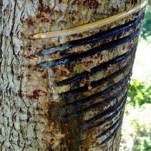 Chinese Lacquer Tree Seeds (Toxicodendron vernicifluum) 25+Seeds