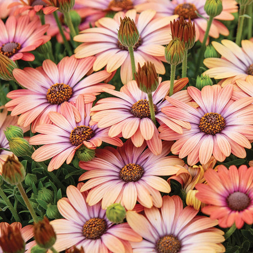 African Daisy Salmon Flower Seeds (Dimorphotheca Sinuata Salmon) 50+Seeds USDA Zones: 3 - 10