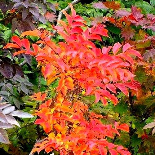 Chinese Lacquer Tree Seeds (Toxicodendron vernicifluum) 25+Seeds